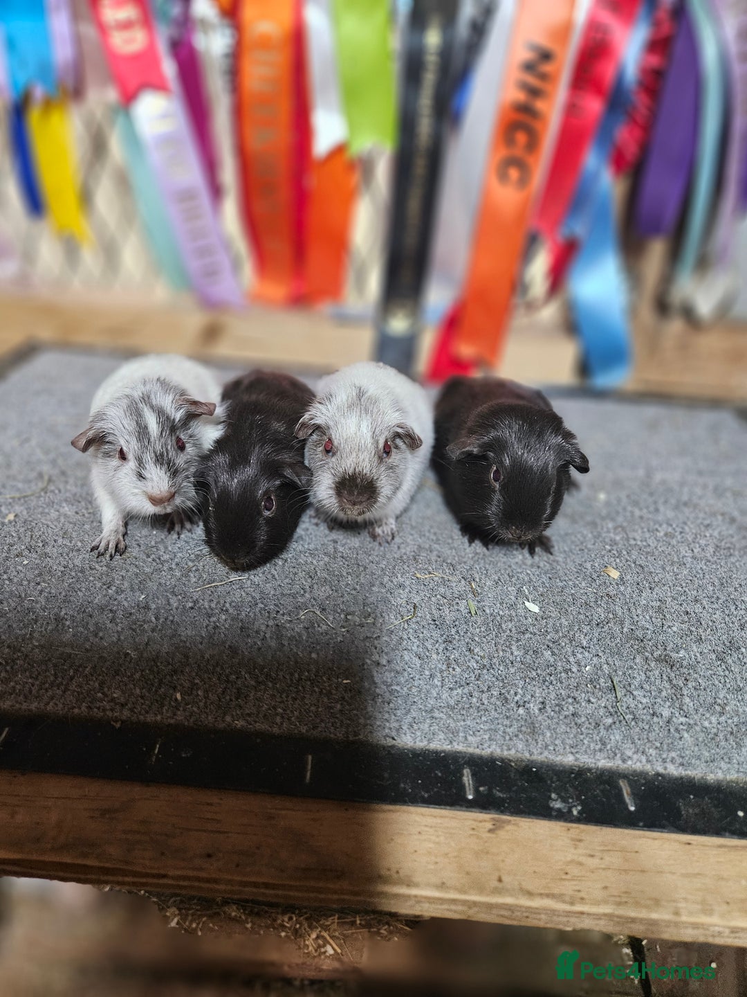 Guinea Pig rodents for sale: Baby boy guinea pigs £40 pair - Image 6