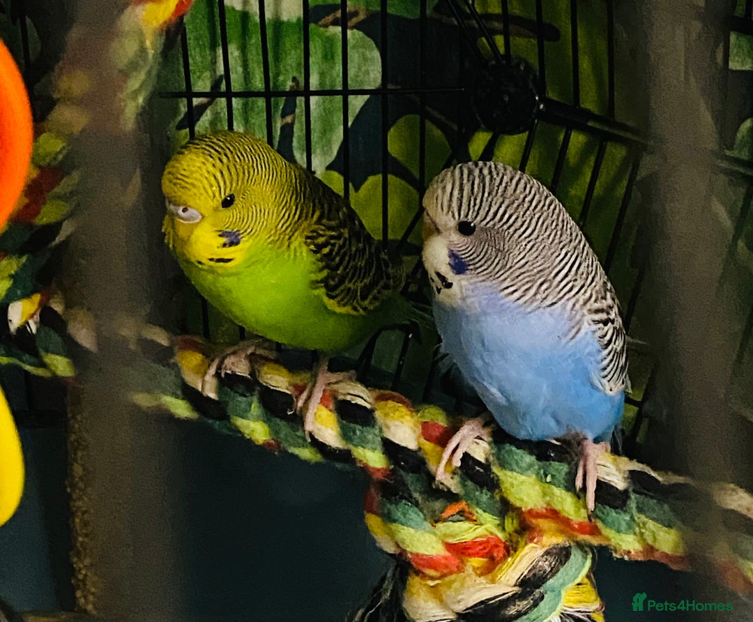 Budgerigars birds for sale: 2 baby budgies and stunning cage  - Image 2