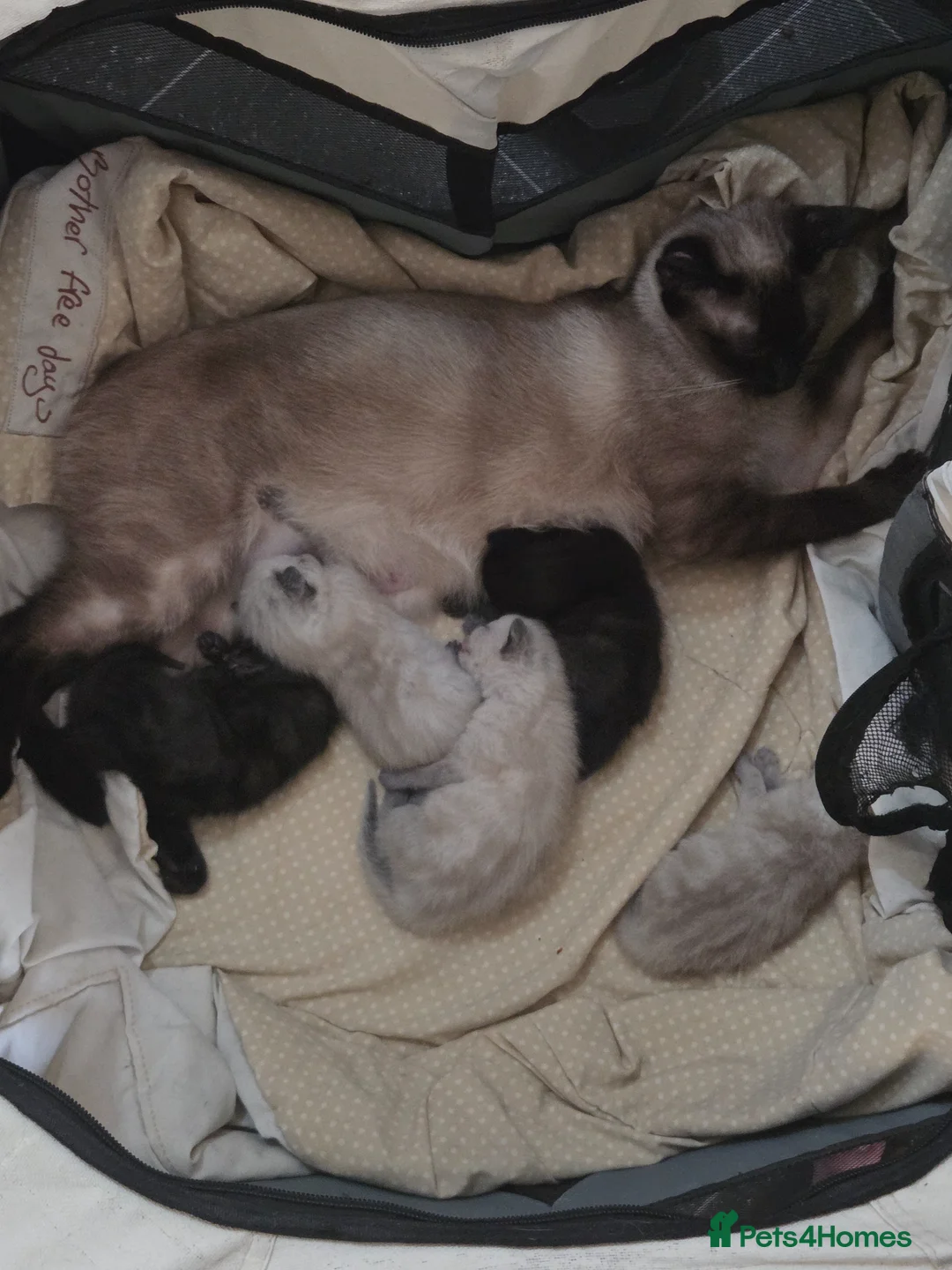 Siamese cats for sale: Cute Siamese Kitties - Advert 14