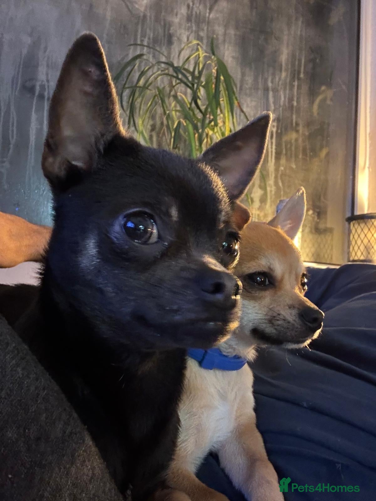 Chihuahua dogs Gorgeous Short Haired Pedigree Registered Chi Pups - Advert 1
