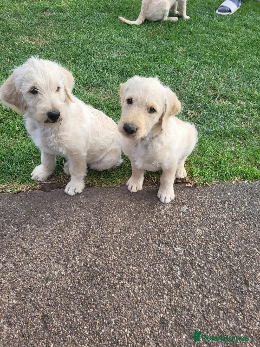 Labradoodle dogs for stud: Gorgeous, proven f1 labradoodle for stud in Liverpool - Advert 15