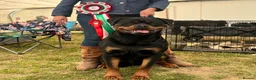 Rottweiler dogs for stud: Romanian Junior Champion Rottguardian Igor - Advert 18
