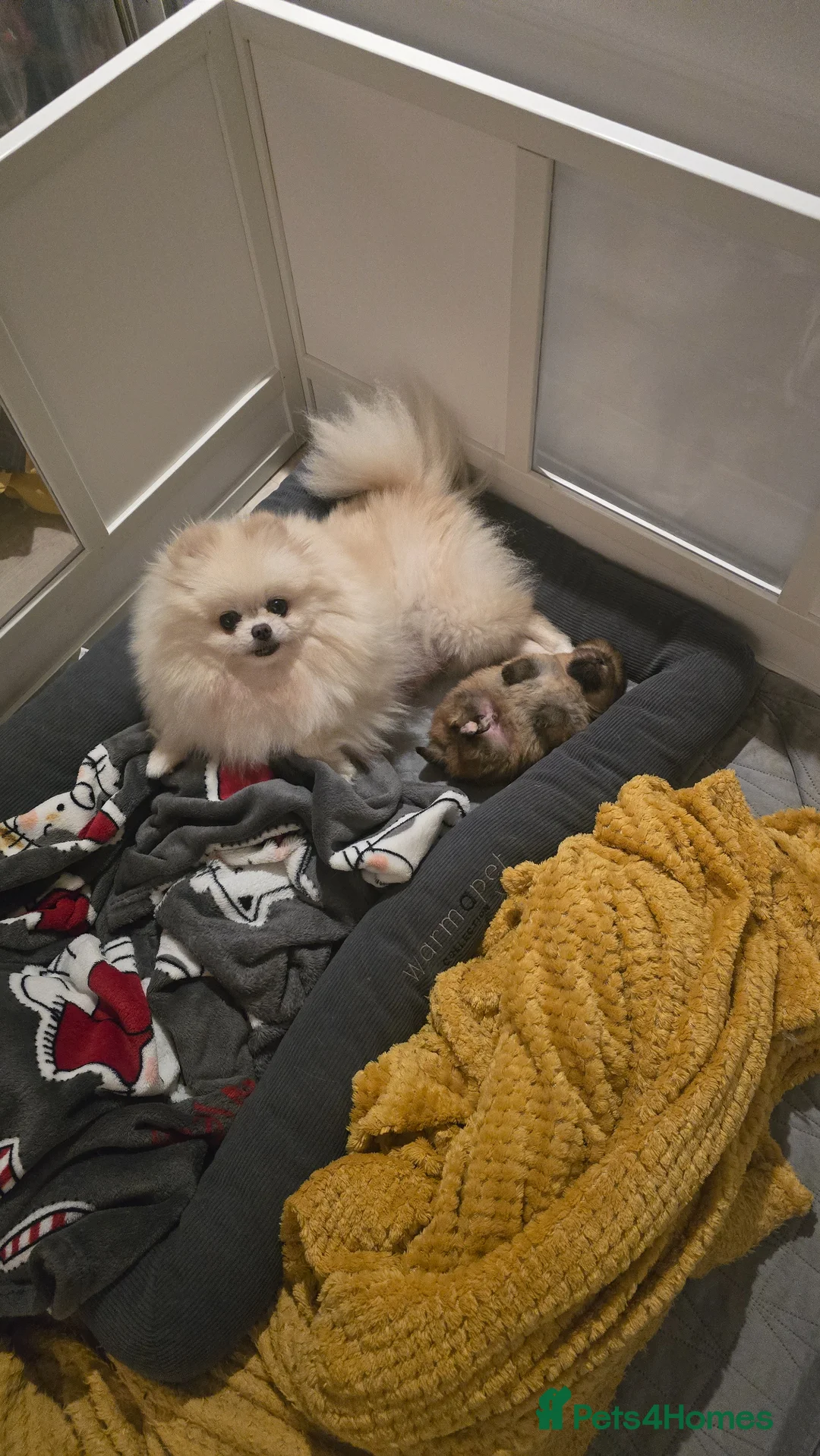 Pomeranian dogs for sale: Outstanding boy with 40+ champions 🏆 in lines!  in Burgess Hill - Advert 2