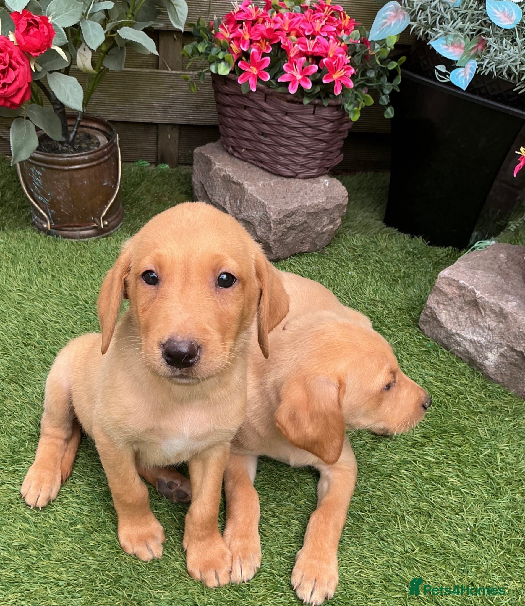 Labrador Retriever dogs Fox Red labrador - Advert 1