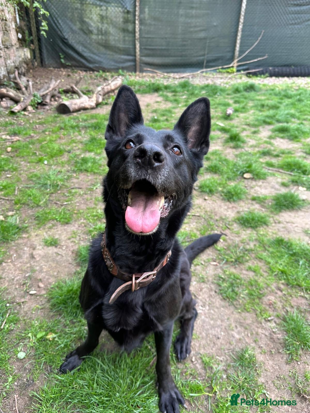 German Shepherd dogs Raven  - Advert 1