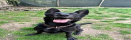 German Shepherd dogs for sale: Raven  - Advert 1