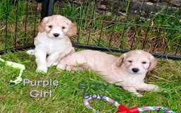Cockapoo dogs for sale: ⭐️VERY RARE TOY Cockapoo Puppies⭐️🐶 - Image 25