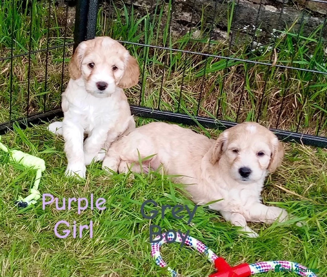 Cockapoo dogs for sale: ⭐️VERY RARE TOY Cockapoo Puppies⭐️🐶 - Image 25