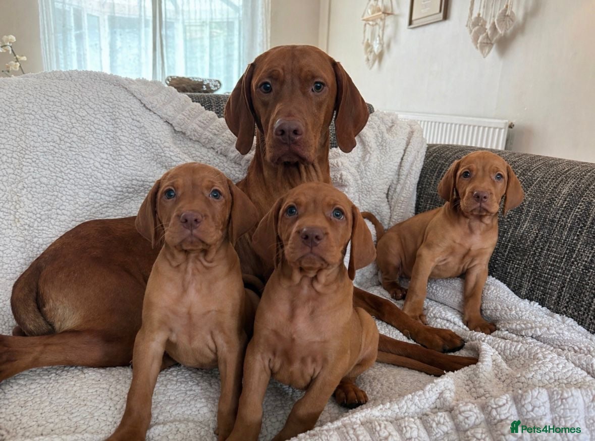 Hungarian Vizsla dogs for sale: Remarkable KC registered Visla puppies  - Advert 1