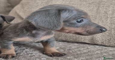 Miniature Dachshund dogs - Advert 9