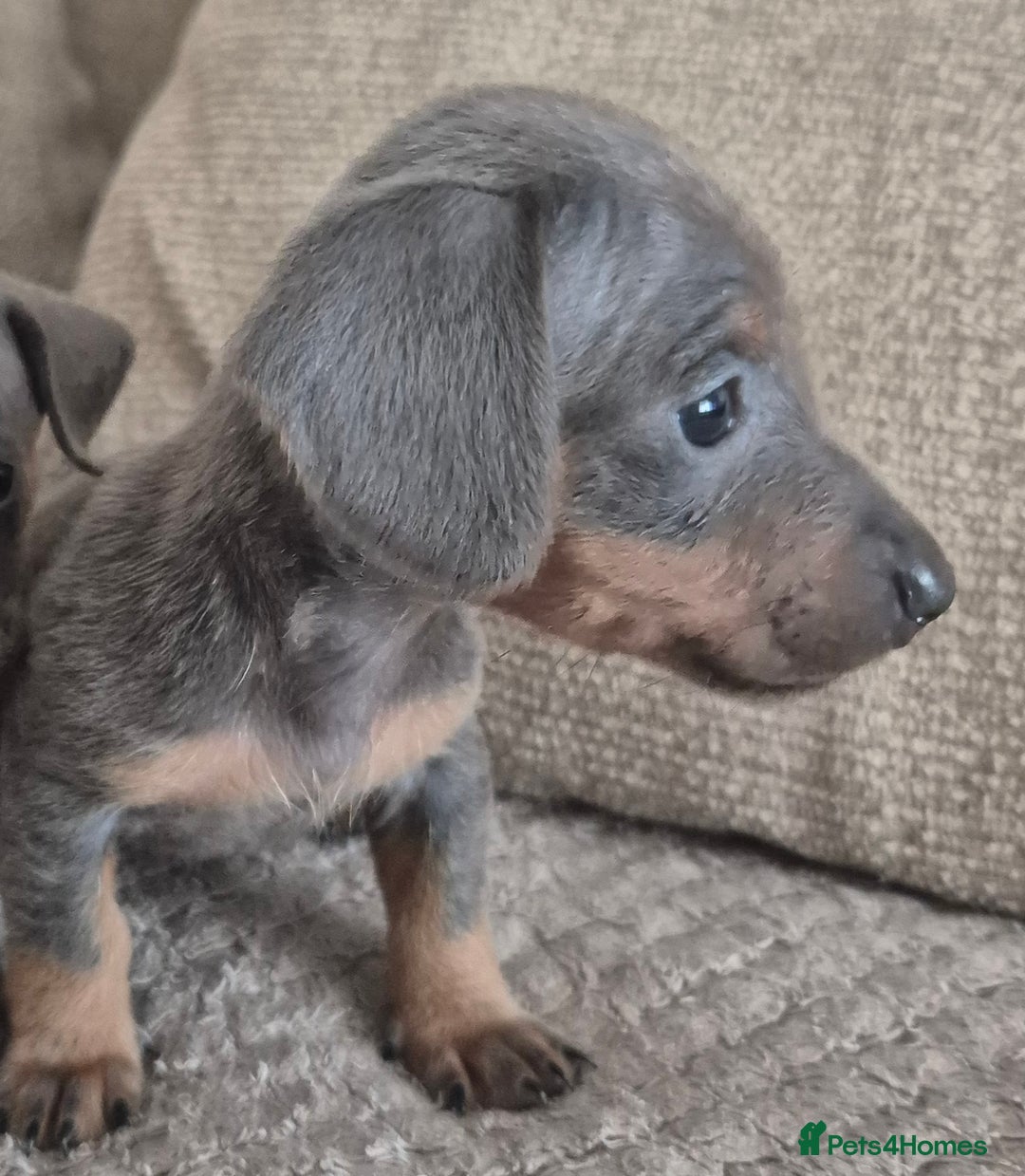 Miniature Dachshund dogs for sale: Miniature daushund puppies  - Image 2