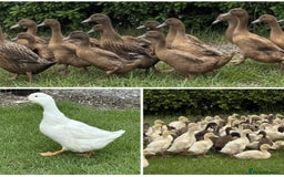 Ducks poultry for sale: Female Ducks & Ducklings in a range of breeds  - Advert 2