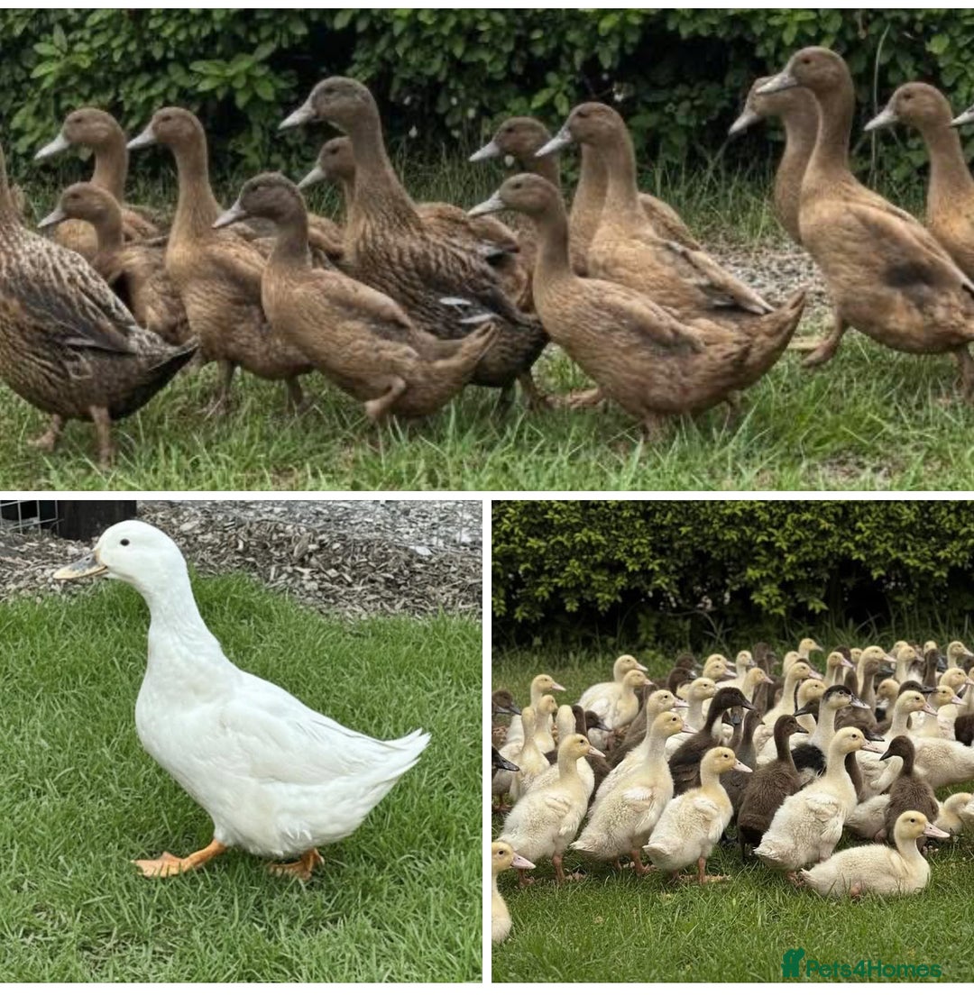 Ducks poultry for sale: Female Ducks & Ducklings in a range of breeds  - Advert 2