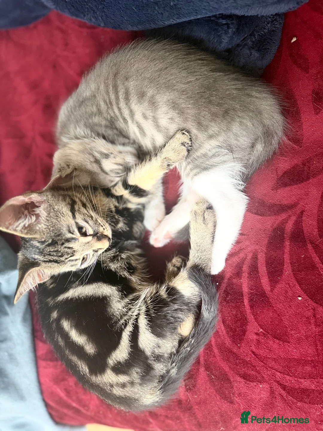 Bengal cats for sale: Stunning litter of Bengal cross kittens  - Advert 1