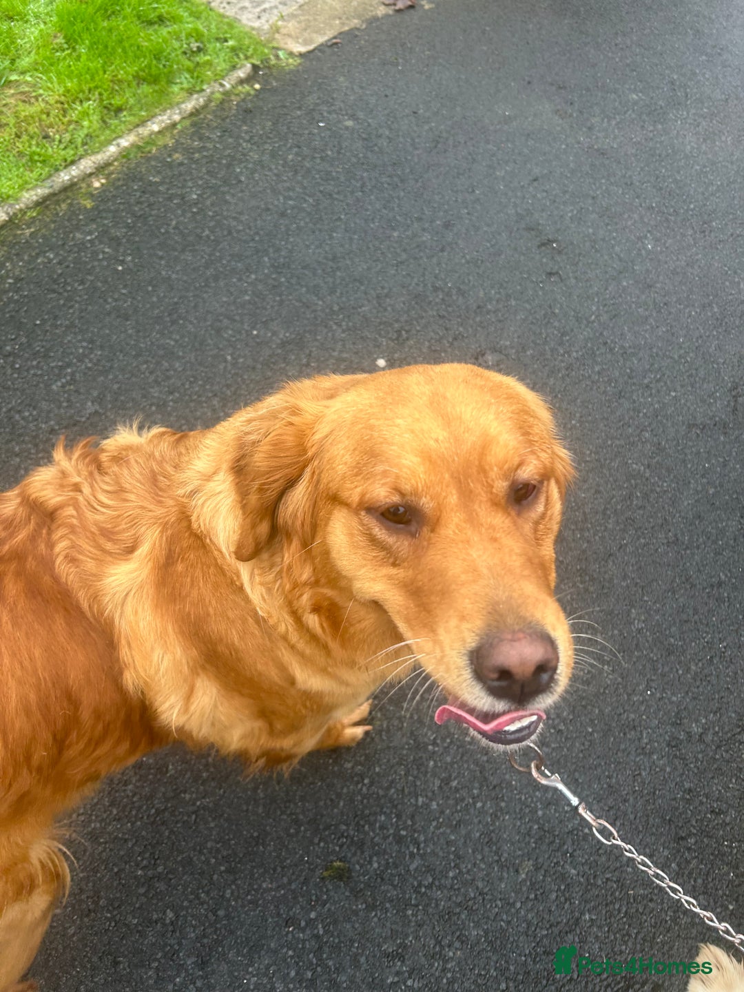 Golden Retriever dogs for sale: Foxy red golden retriever  - Image 2