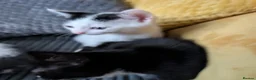 Mixed Breed cats for sale: Kittens available  in Birkenhead - Advert 3
