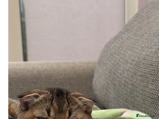 British Shorthair cats - Advert 23