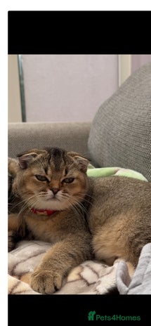 British Shorthair cats - Advert 13