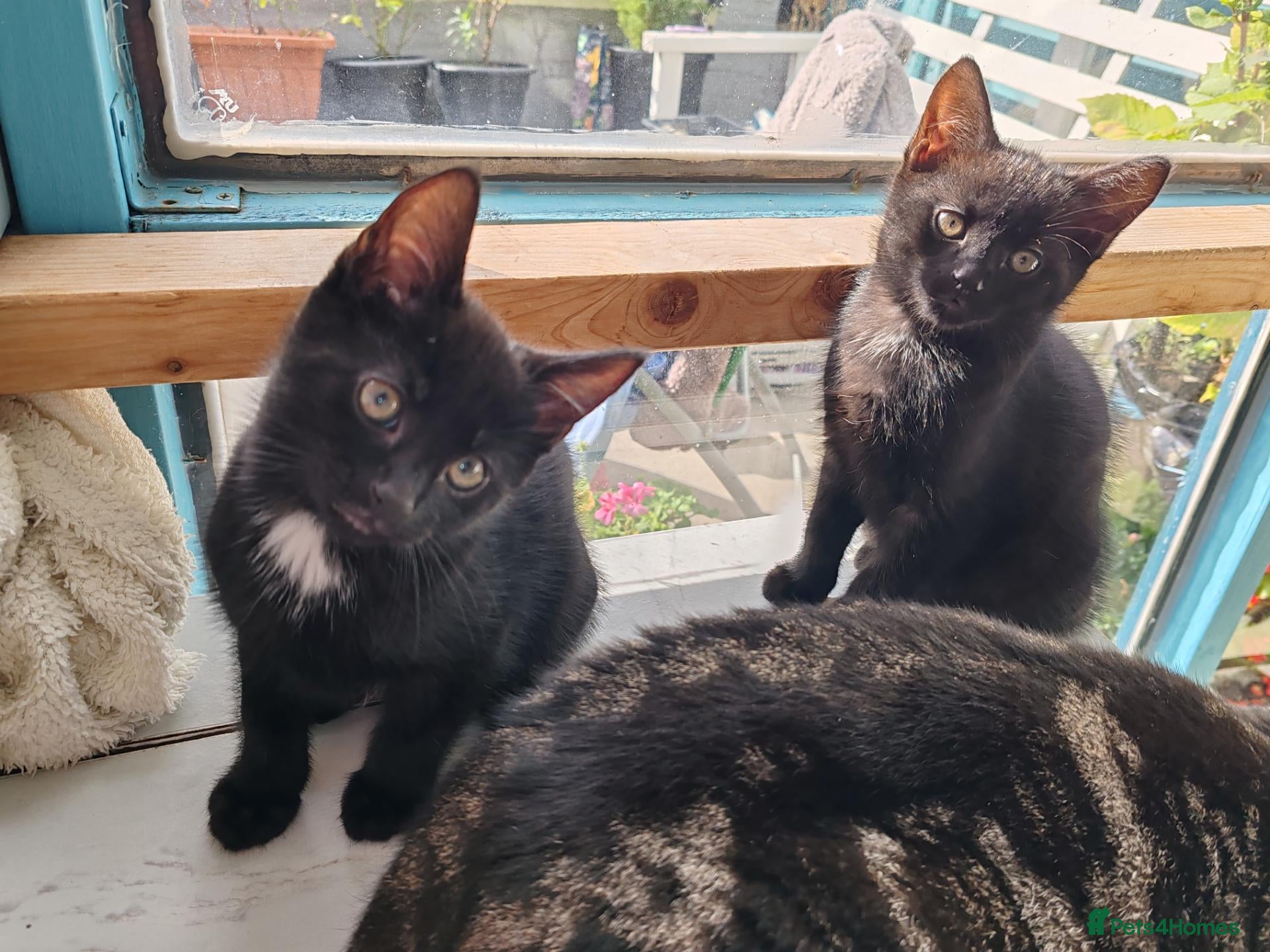Mixed Breed cats 2 male black kittens🐱🐱 Take home, please!  - Advert 16