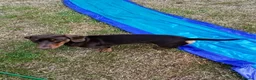 Miniature Dachshund dogs for sale: Miniature daschund 3 girls 1 boy ready 25/06/26 - Advert 3