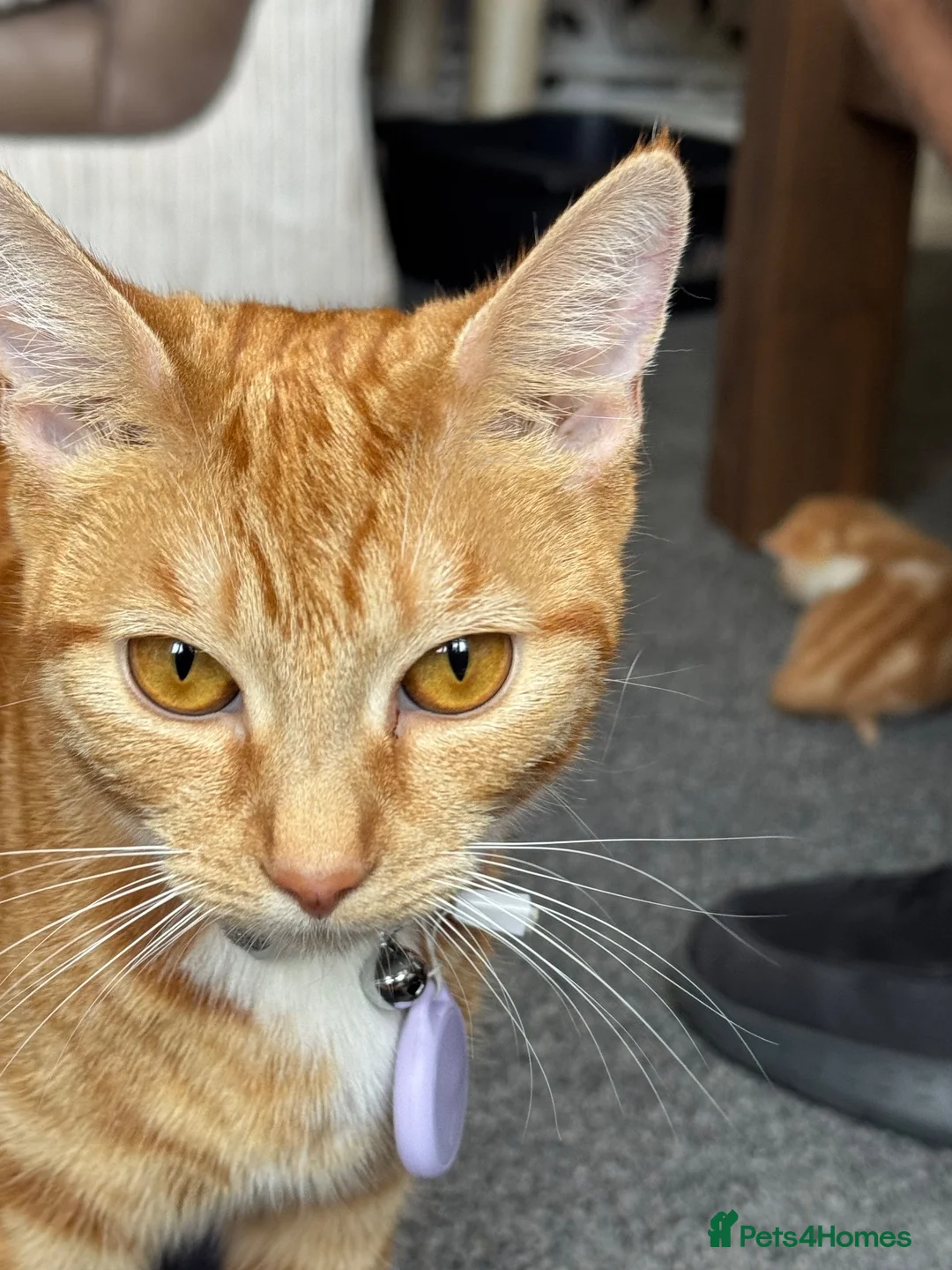 Domestic Shorthair cats for sale: Kittens for sale - Advert 2