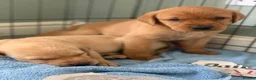 Labrador Retriever dogs for sale: Beautiful KC Labrador puppies - Advert 6