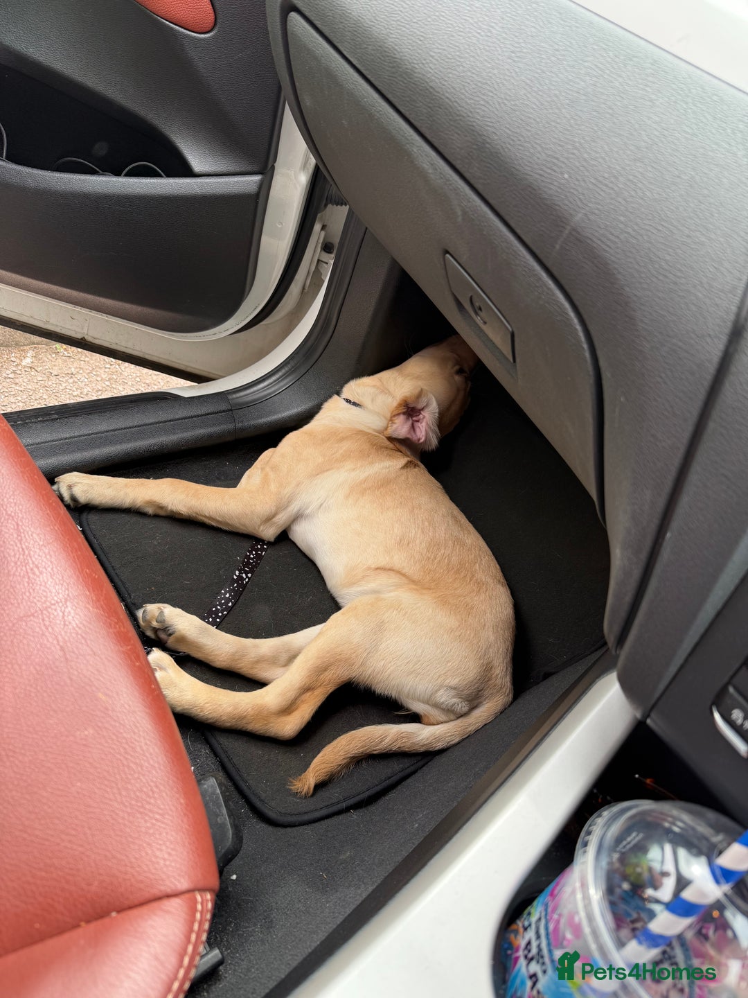 Labrador Retriever dogs for sale: Cream Labrador Retriever Puppy  - Image 17