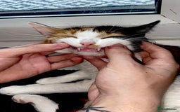 Domestic Shorthair cats for sale: Calico domestic short hair - Image 6