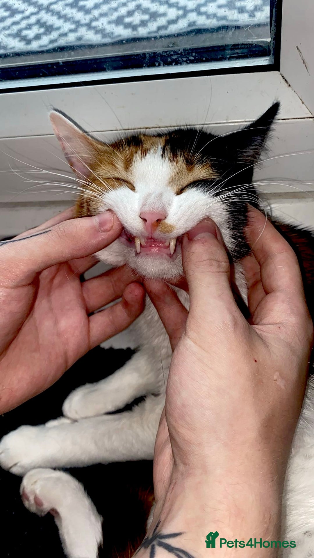 Domestic Shorthair cats for sale: Calico domestic short hair - Image 6