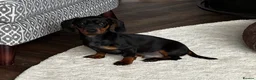 Dachshund dogs for sale: Male dachshund puppy in Leicester - Advert 1