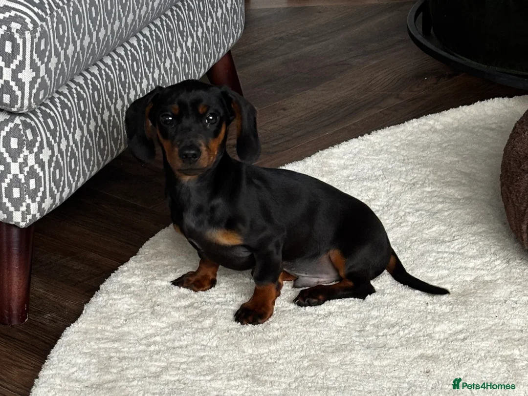 Dachshund dogs for sale: Male dachshund puppy in Leicester - Advert 1