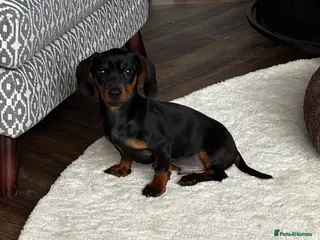 Dachshund dogs Male dachshund puppy - Advert 1