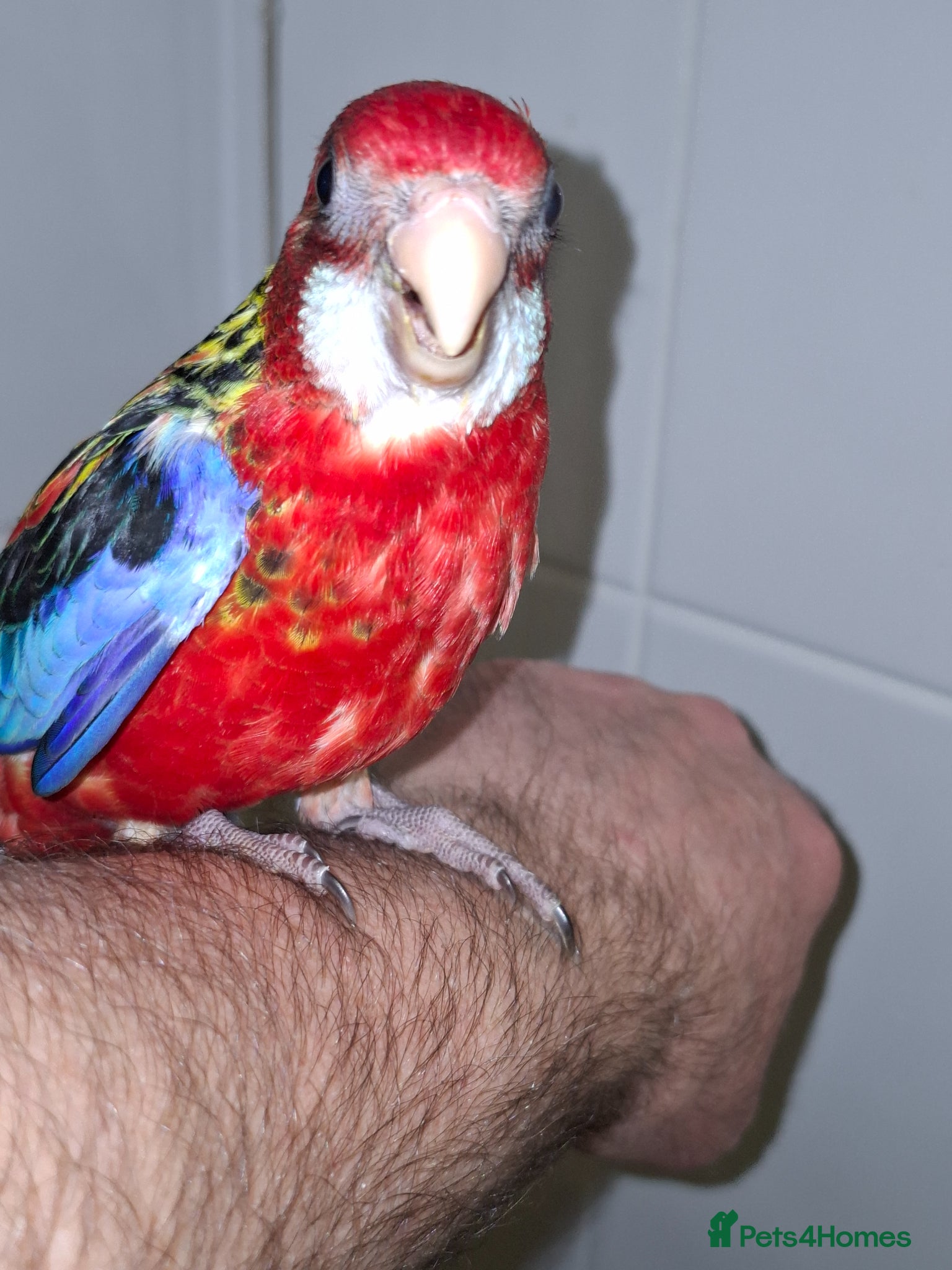 Parakeets birds Hand Reared Rosella - Advert 1