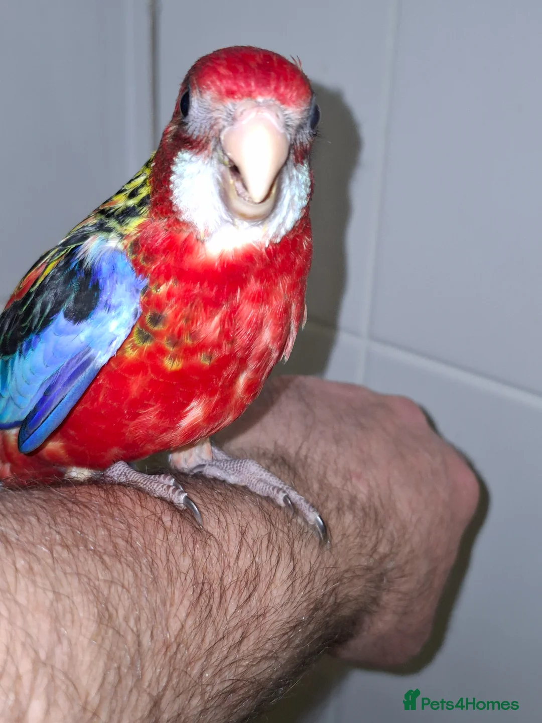Parakeets birds for sale: Hand Reared Rosella - Advert 1