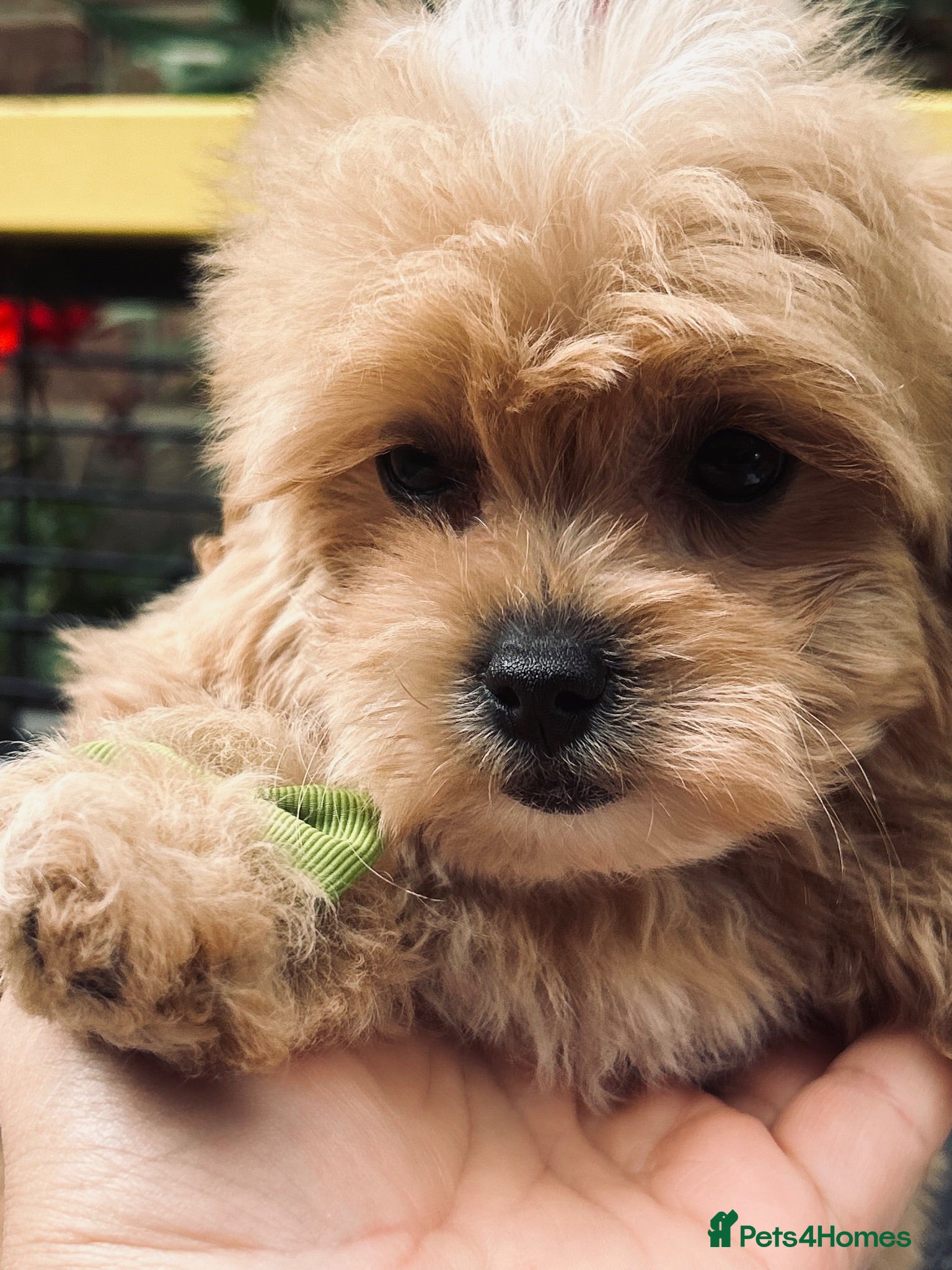 Maltipoo dogs  **  Maltipoo Puppy – Beautiful Teddy Bear Face - Advert 1