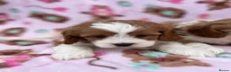 Cavapoo dogs for sale: Cavapoo Puppies 🐶  - Advert 7