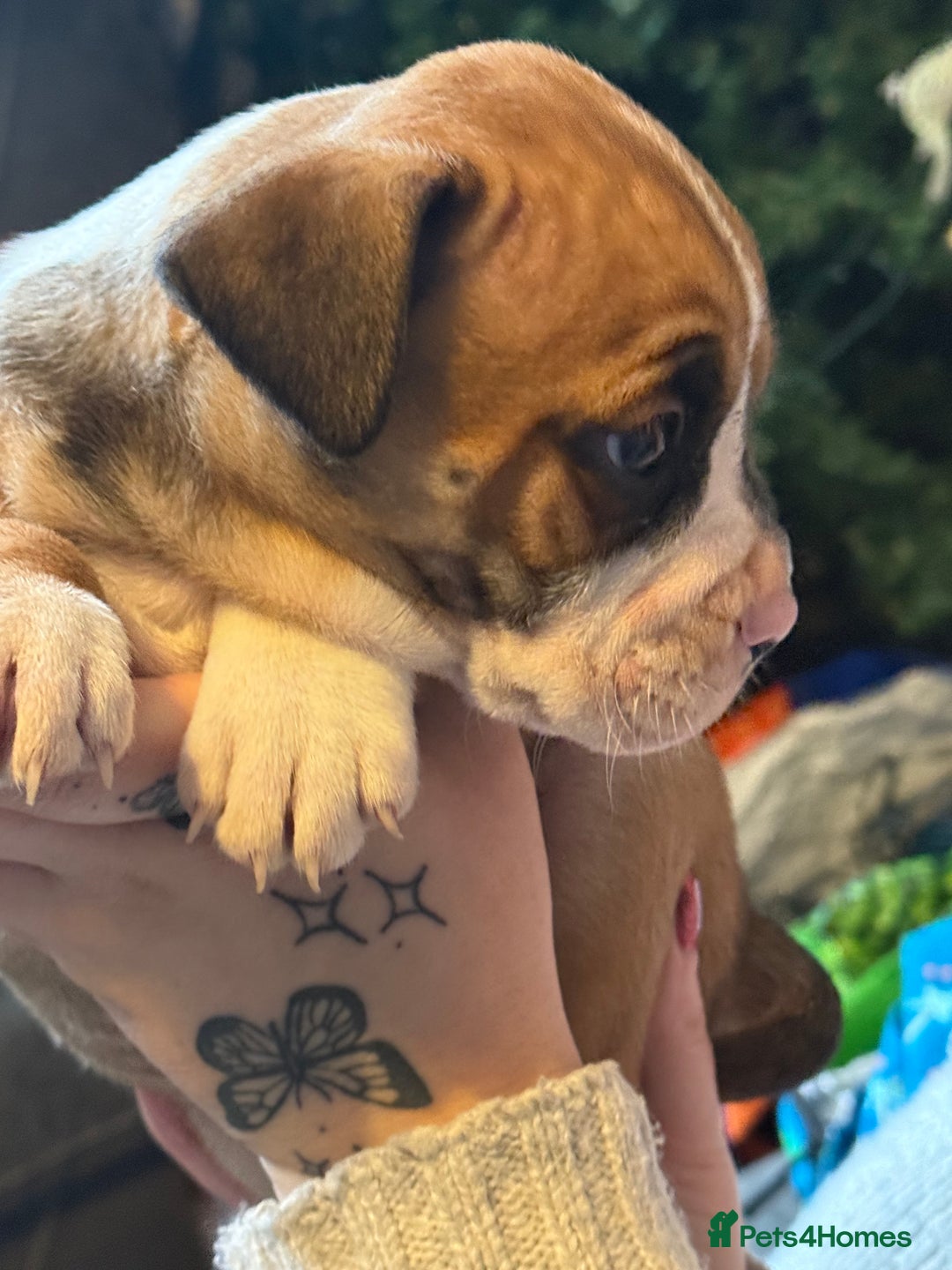 Mixed Breed dogs for sale: English bulldog x staff  - Advert 7