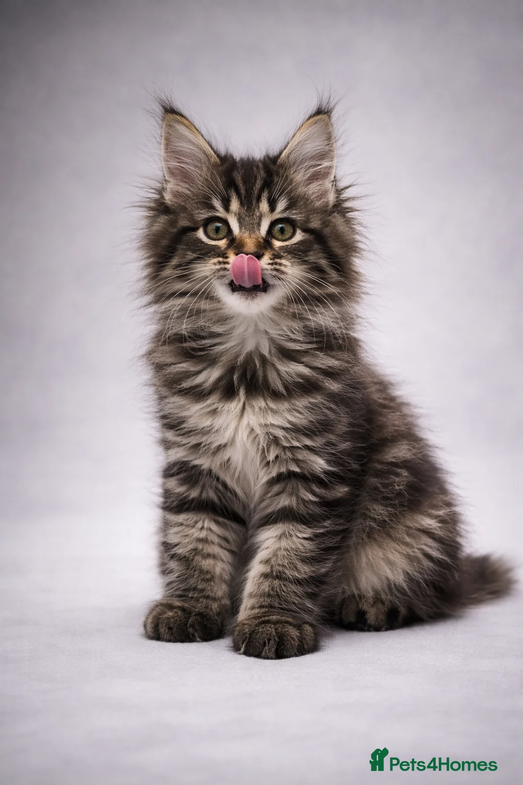 Maine Coon cats for sale: Last girly left to find her forever 🏡 😍  - Advert 1