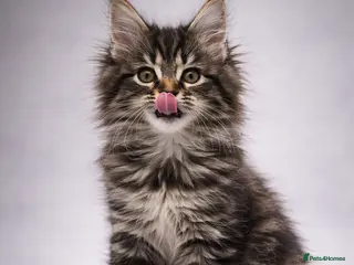 Maine Coon cats Last girly left to find her forever 🏡 😍 - Advert 3