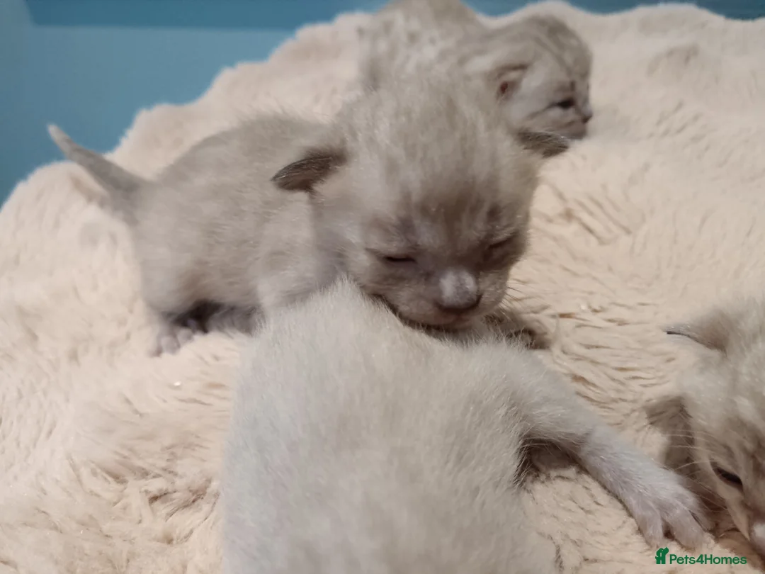 Bengal cats for sale: Tica RG pure bengals - Advert 18