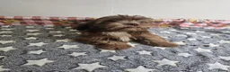 Shih Tzu dogs for sale: Chocolate/ Liver Shih Tzu Puppies - Advert 7