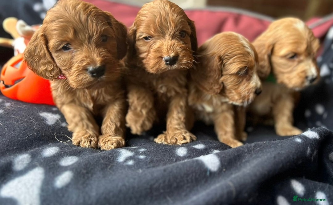 Cockapoo dogs for sale: 7 f1 cockapoo  - Image 8