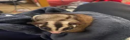 Sugar Glider rodents for sale: Kiwi and Lychee in Leatherhead - Advert 4
