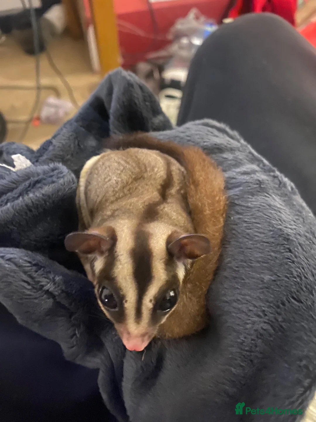 Sugar Glider rodents for sale: Kiwi and Lychee in Leatherhead - Advert 4