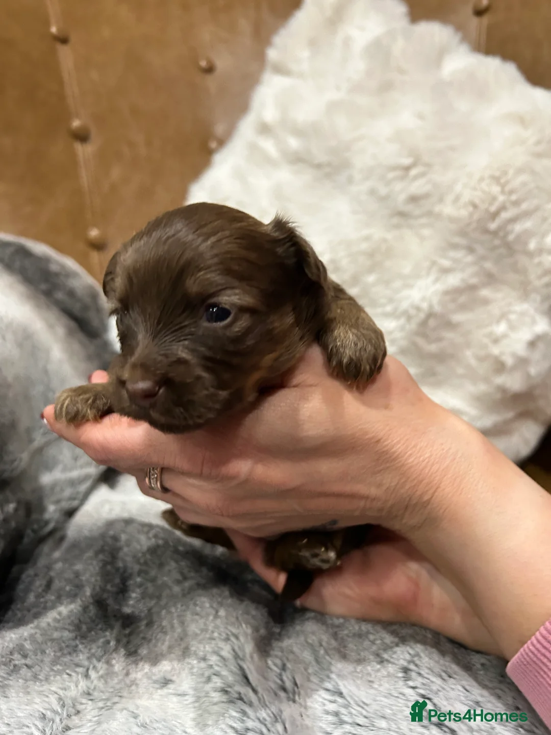 Mixed Breed dogs for sale: Miniature dachshund pomeranian sausage dog small  - Advert 40