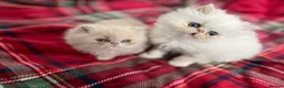 Persian cats for sale: Pedigree Persian Kittens for Sale - Advert 3