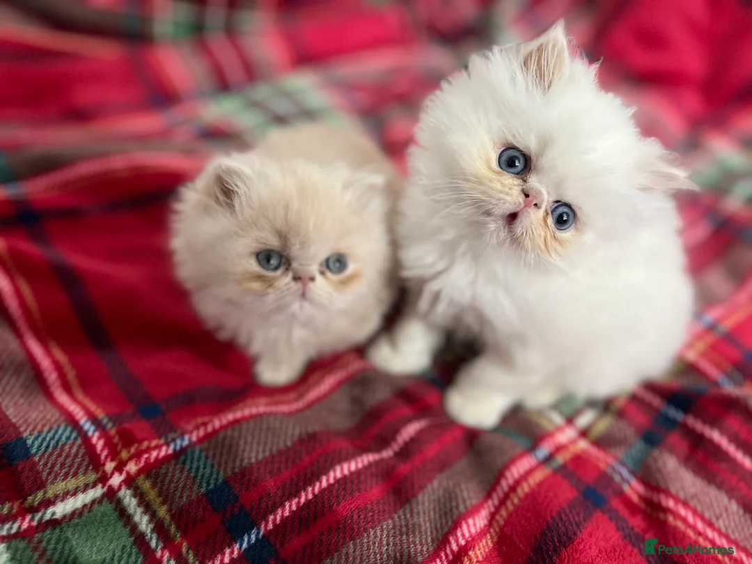 Persian cats for sale: Pedigree Persian Kittens for Sale - Advert 3