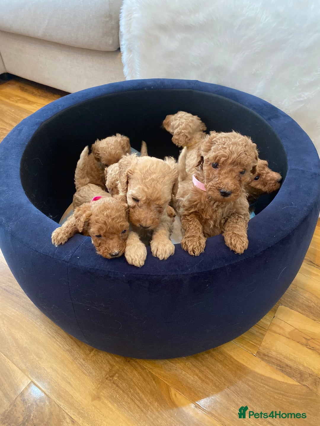 Goldendoodle dogs for sale: F1Goldendoodel puppies now ready for new home  - Advert 9