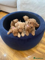 Goldendoodle dogs F1Australian Goldendoodel puppies - Advert 14