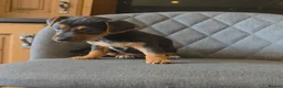 Jack Russell dogs for sale: Traditional Working Jack Russell Pups  - Advert 5